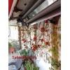گل رز رونده مصنوعی